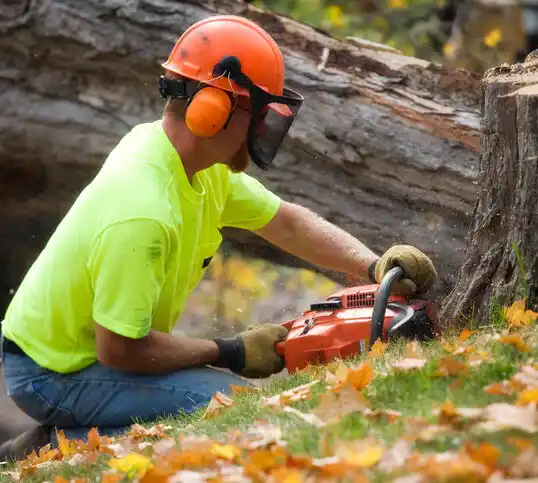 tree services North Merrick